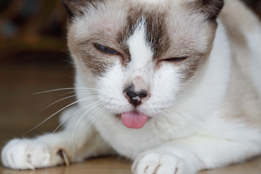 Image of a cat displaying signs of toothache