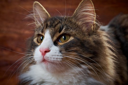 My Cat's Ears Are Warm: What to Do