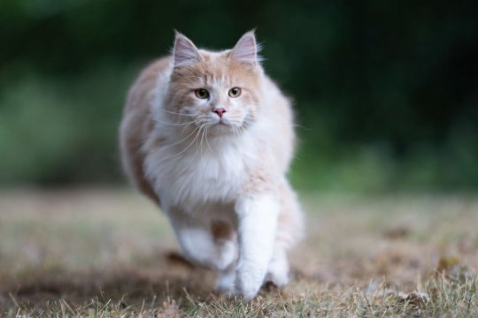 Vestibular Disease in Cats: Causes, Symptoms & Treatment