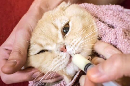 How to Give Cats Liquid Medicine