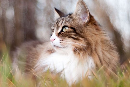 Cat Vision: How Do Cats See the World?