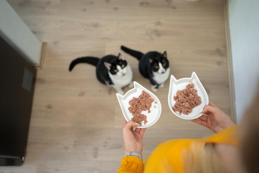 Owner holding two food bowls filled with wet cat food