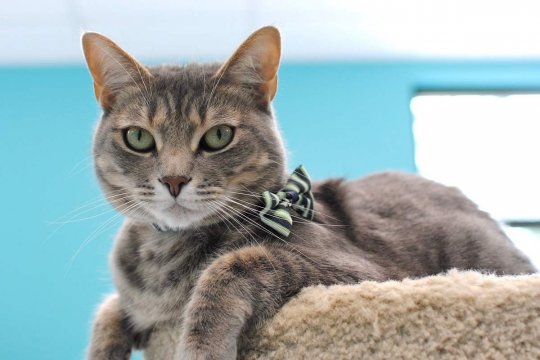 Patriot Finds a Home at Good Mews Animal Foundation