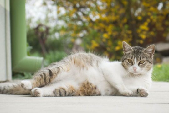 Miscarriage in Cats: Causes, Symptoms & Treatment