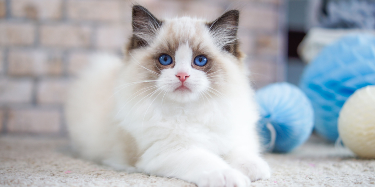 Ragdoll cat sitting beside a cat toy, showcasing a tranquil and inquisitive feline