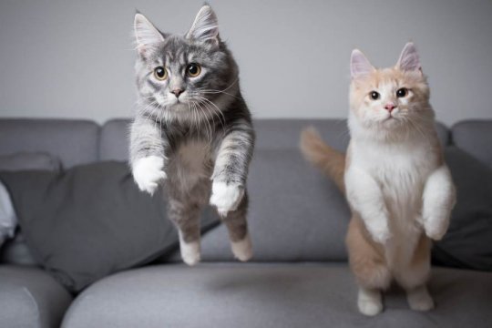 Do Cats Always Land on Their Feet?