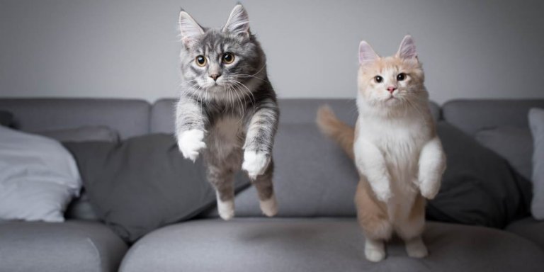 Do Cats Always Land on Their Feet?
