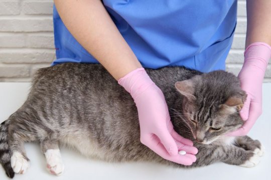 Credelio for Cats: Overview, Dosage, & Side Effects