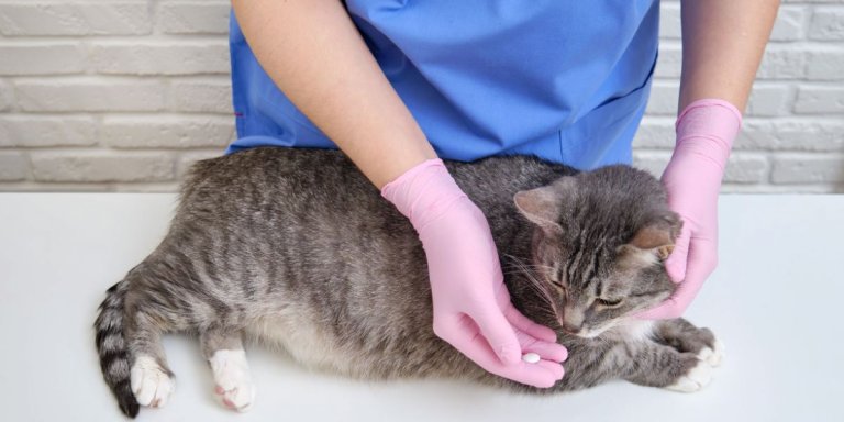 Credelio for Cats: Overview, Dosage, & Side Effects