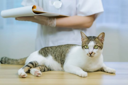 Ivermectin for Cats: Overview, Dosage & Side Effects