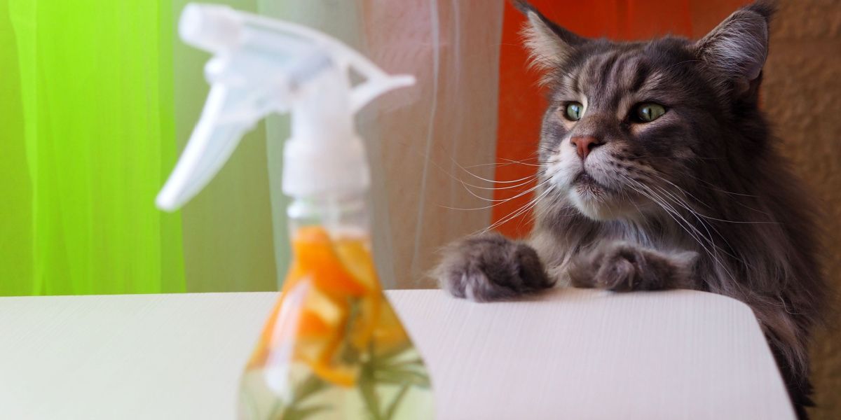 Large gray cat curiously inspecting a bottle of cleaner made from vinegar and orange peels, highlighting feline inquisitiveness.