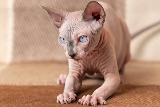 300 Warrior Cat Names