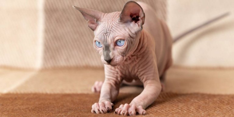 300 Warrior Cat Names