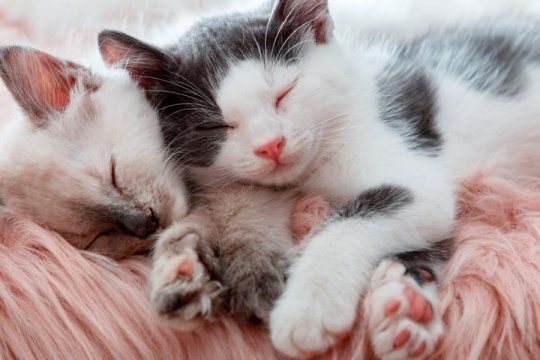 600 Most Popular Female Cat Names