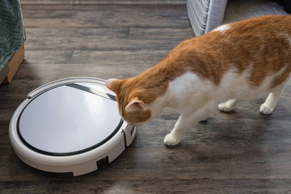 Cute young domestic bicolor orange and white cat looking at and sniffing a robotic vacuum cleaner, displaying a mix of curiosity and caution