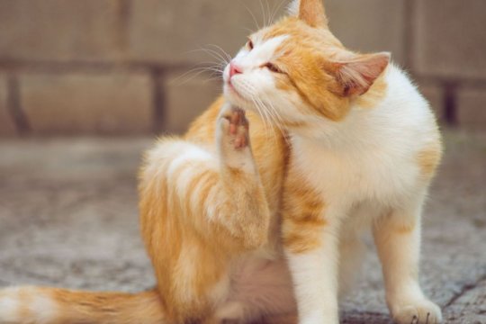 Bartonella in Cats: Causes, Symptoms, and Treatment