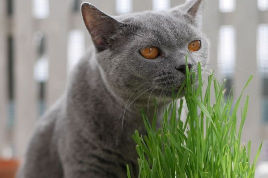 Is Wheatgrass Good for Cats?