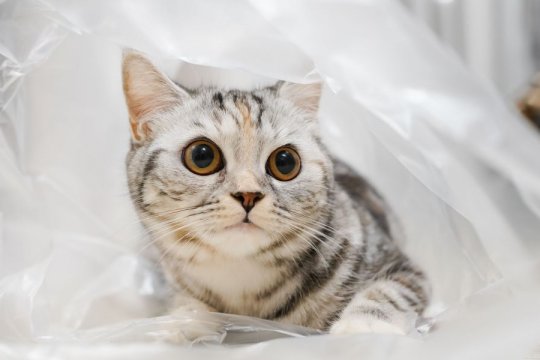 Why Does My Cat Love Plastic? A Vet Explains
