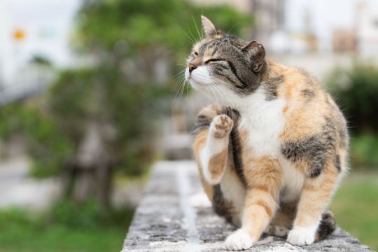 Bot Fly in Cats: Causes, Symptoms, and Treatment