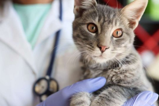 Antibiotics for Cats: Overview, Dosage, & Side Effects