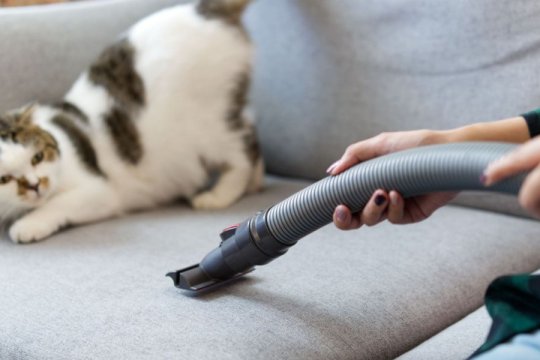 Why Are Cats Scared of Vacuums? A Vet Explains