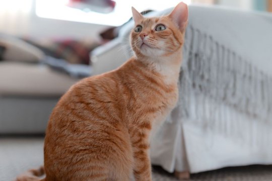 Glandex for Cats: Overview, Dosage, and Side Effects