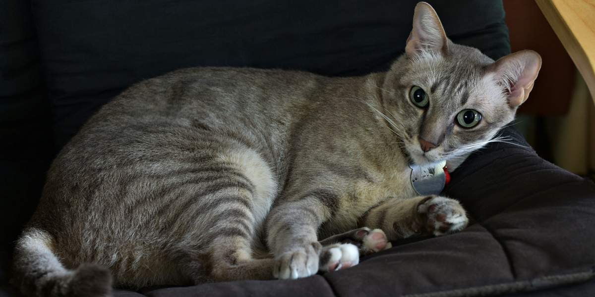 Cat struggling to sleep while lying down on a sofa