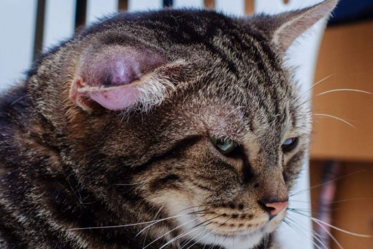 Hematomas on Cats' Ears: Causes, Symptoms & Treatment