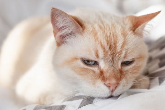 Can Cats Catch Colds From Humans?