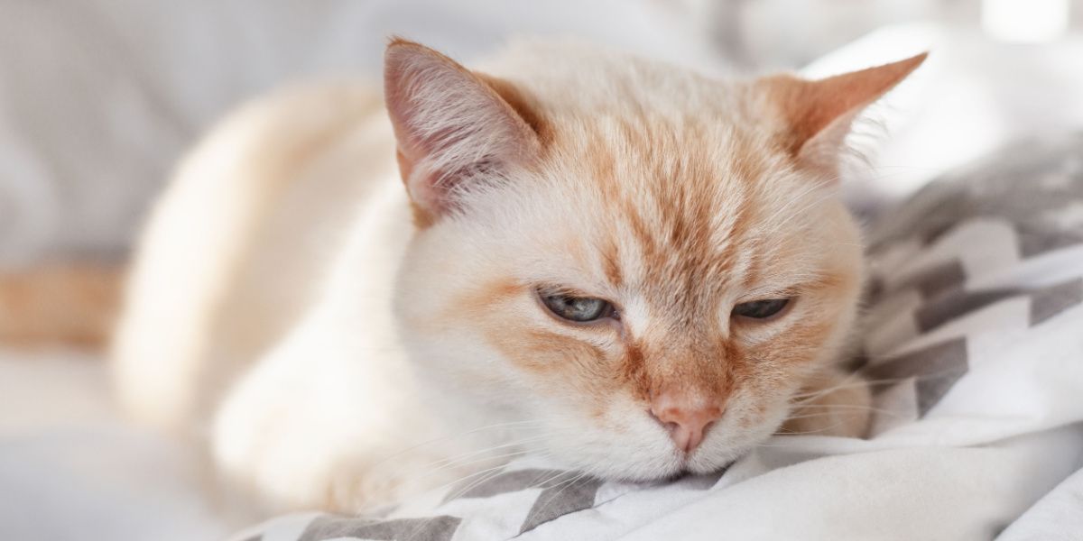 Domestic cat resting on a bed.