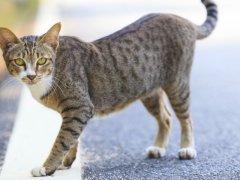 Domestic cats standing together, displaying their alert and curious nature