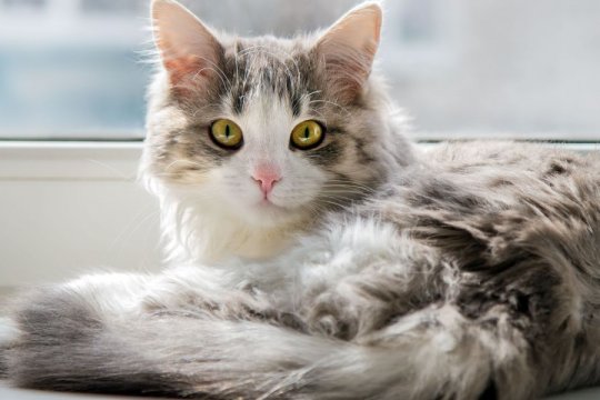 15 Fascinating Facts About Female Cats
