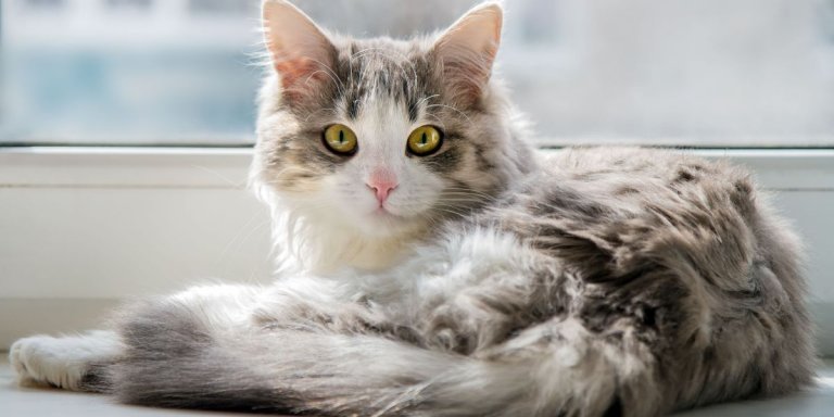 15 Fascinating Facts About Female Cats