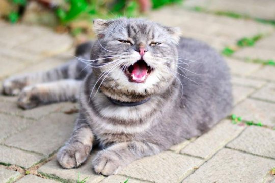 Reverse Sneezing in Cats: Causes & Prevention