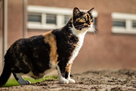 What Is a Primordial Pouch? And Why Do Cats Have One?