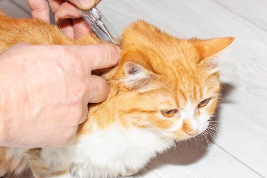 Selamectin for Cats: Overview, Dosage, & Side Effects