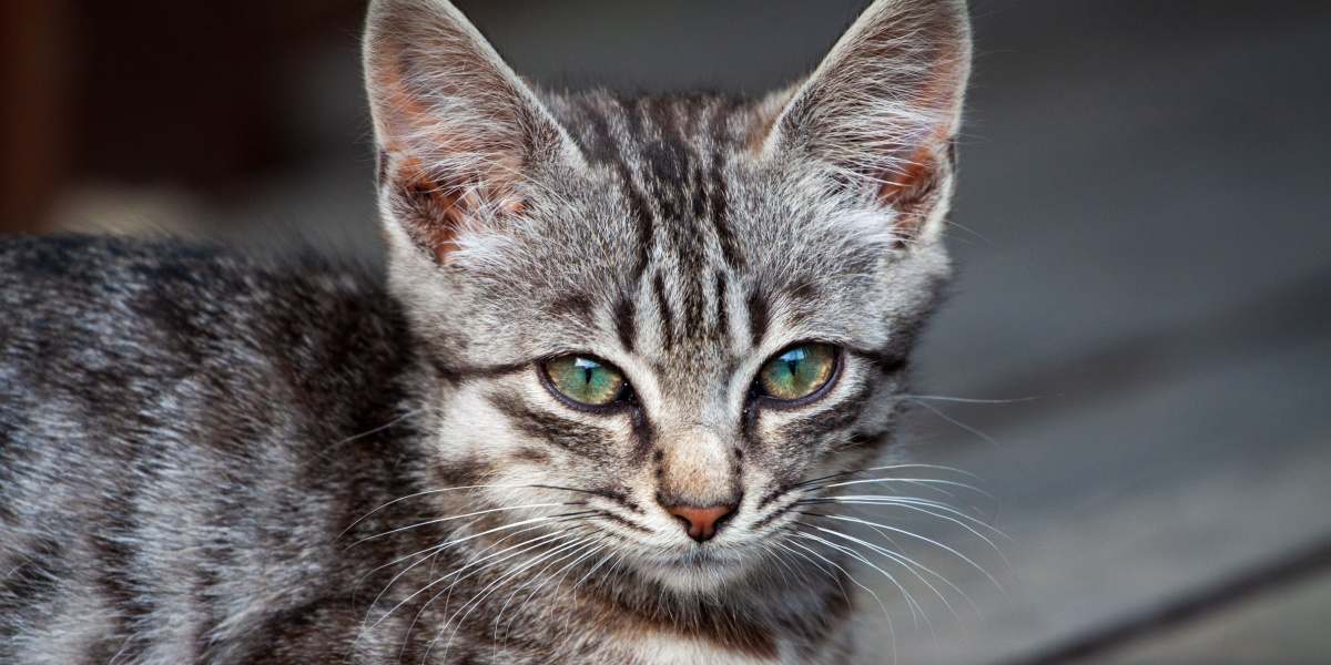 Lipoma in Cats: Close-up image of a sick stray kitten with a noticeable tumor on its head