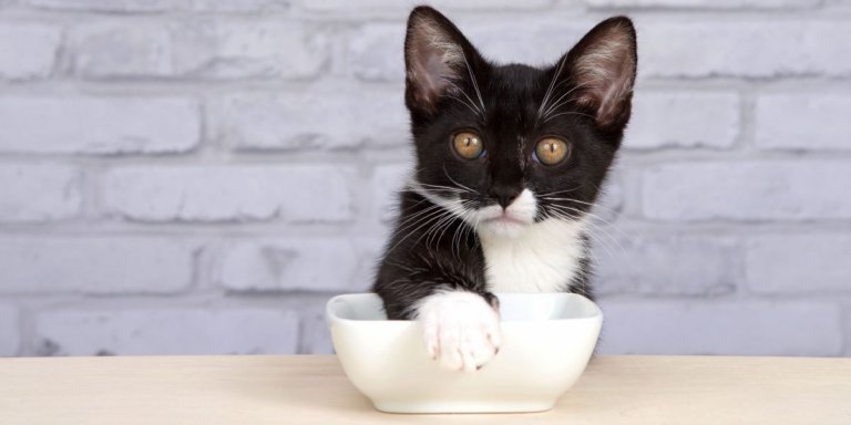 Why Do Cats Cover Their Food?