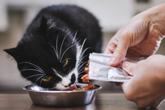 The Ultimate Guide to Cat Food Expiration Dates