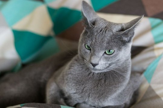 Nasopharyngeal Polyps in Cats: Causes, Symptoms, and Treatment