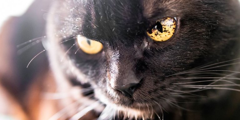 Iris Melanosis in Cats: Causes, Symptoms, and Treatment
