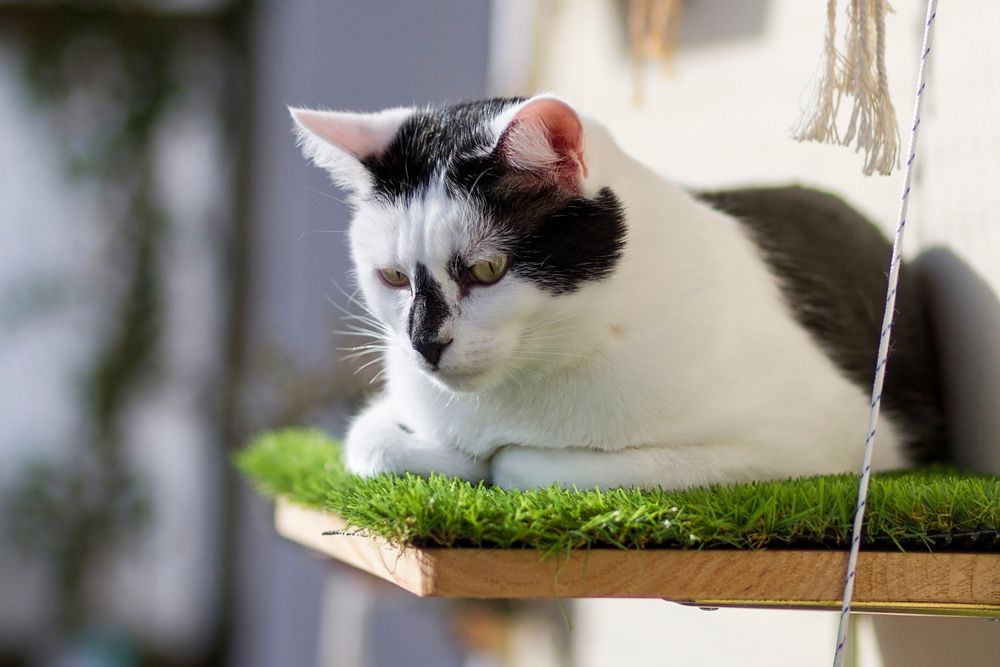 Cat sitting on a window perch, enjoying the view