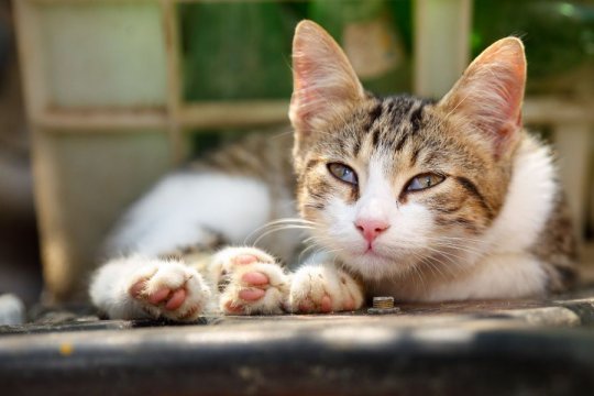 Cherry Eye in Cats: Causes, Symptoms, and Treatment