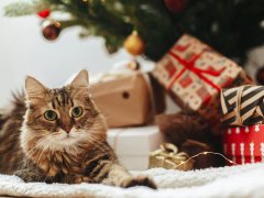 Fluffy tabby cat sits in front of a pile of gifts