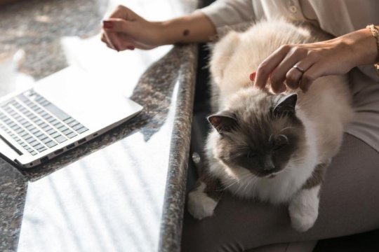 Best Black Friday and Cyber Monday Cat Deals for 2023