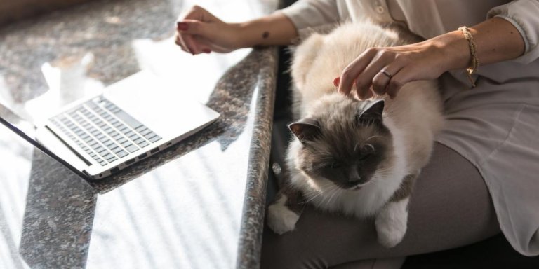 Best Black Friday and Cyber Monday Cat Deals for 2023