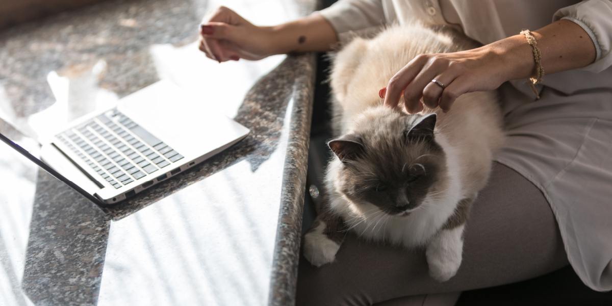 Large cat relaxing on its owners lap