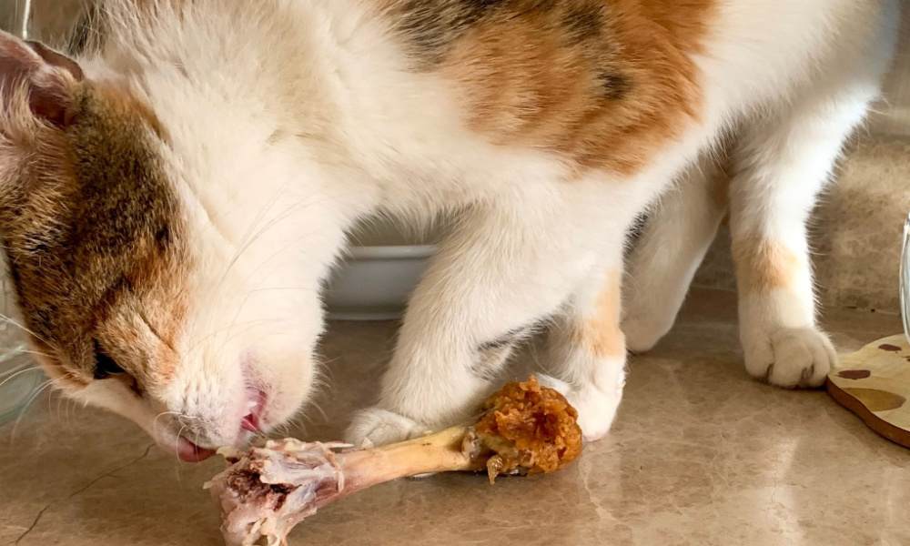 cat eating cooked chicken bone