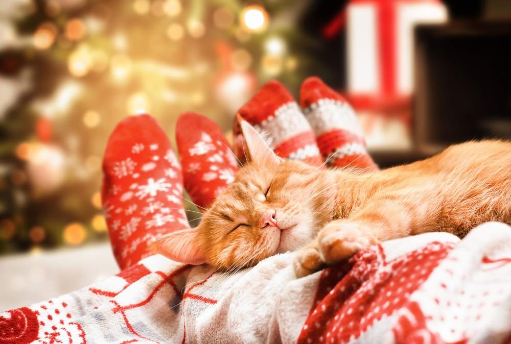 ginger cat and human legs on the bed