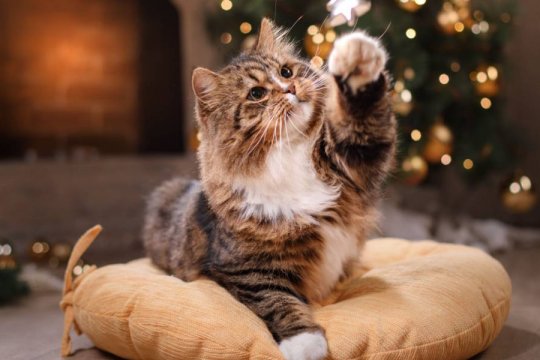 Hosting a Holiday Party? 3 Tips to Help Your Cat Feel Safe